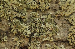 Physconia americana