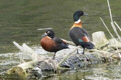 Australian Shelduck photo 3