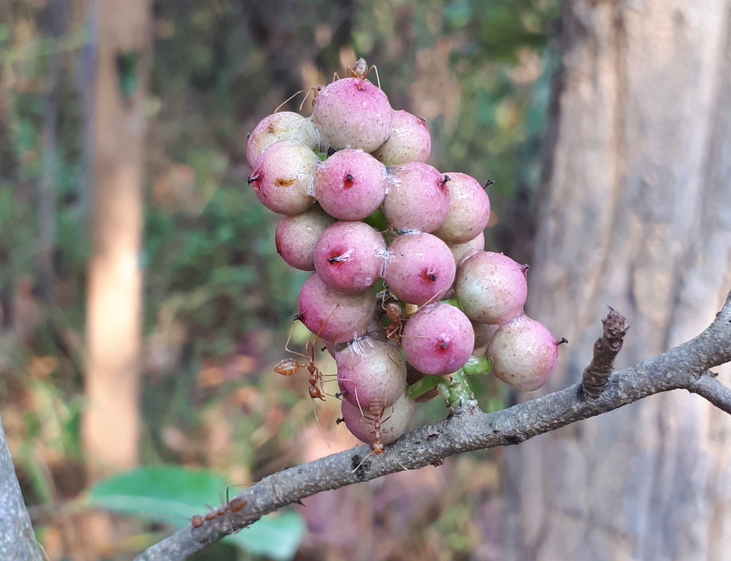 Embelia subcoriacea (Embelia subcoriacea)