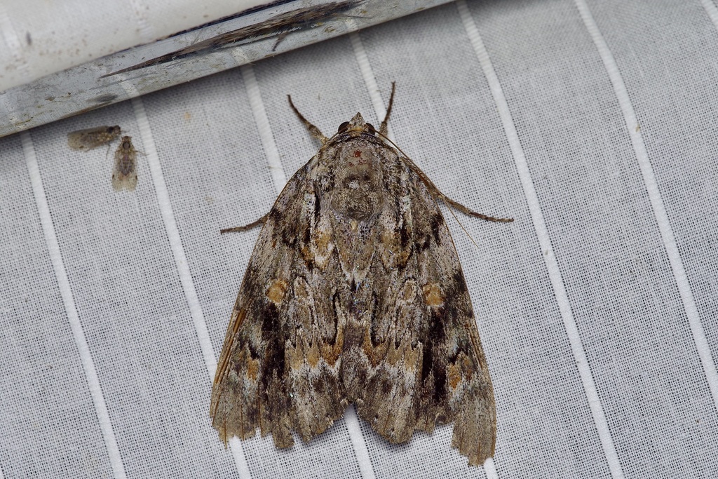 Sad Underwing