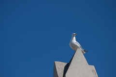 Larus argentatus