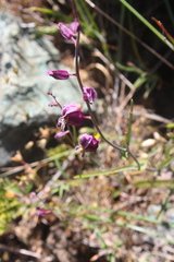 Streptanthus glandulosus glandulosus