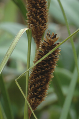 Carex lambertiana