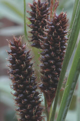 Carex lambertiana
