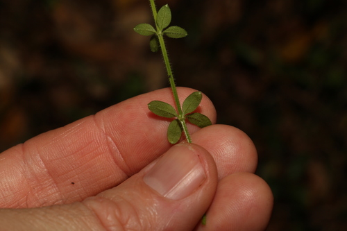 Image of Galium leptogonium by (c) Greg Tasney, some rights reserved (CC BY-SA)