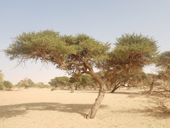 Vachellia tortilis raddiana