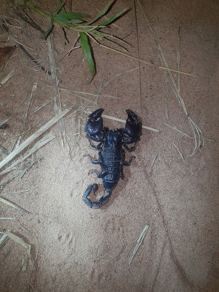 Tanzanian Red Clawed Scorpion from Iringa, Tanzania on February 22