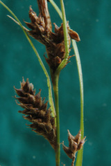 Carex ochrosaccus