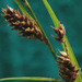 Carex ochrosaccus - Photo (c) Colin Ogle, alguns direitos reservados (CC BY-NC), uploaded by Colin Ogle