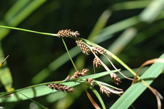 Carex ochrosaccus