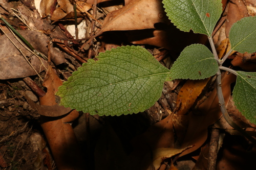 Image of Silver Spurflower (Coleus argentatus) by (c) Greg Tasney, some rights reserved (CC BY-SA)