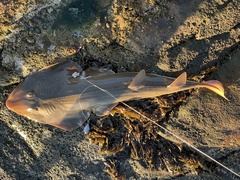 Bluntnose Guitarfish photo 2