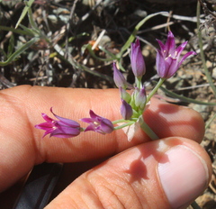 Allium bolanderi