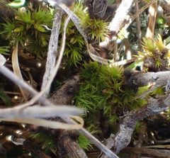 Orthotrichum tasmanicum
