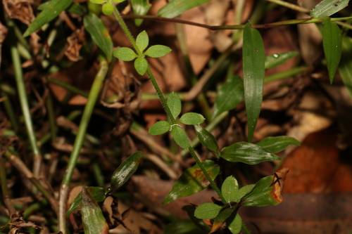 Image of Galium leptogonium by (c) Greg Tasney, some rights reserved (CC BY-SA)