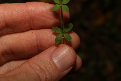 Image of Galium leptogonium by (c) Greg Tasney, some rights reserved (CC BY-SA)