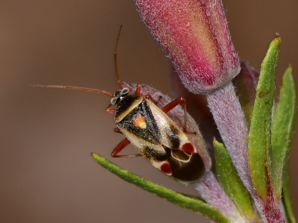 Polymerus asperulae