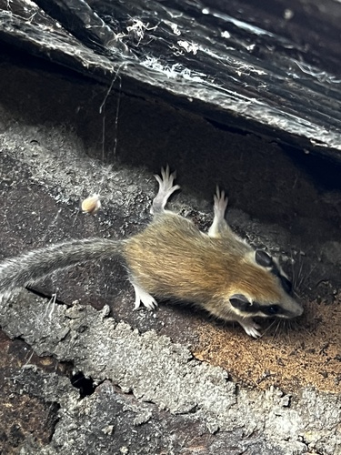Eurasian Forest Dormouse, Taskaynak Cd., Arnavutkoy, Istanbul, TR, photo 10 of 10