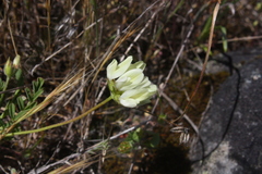 Astragalus breweri