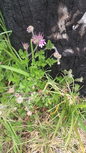 Pelargonium capitatum