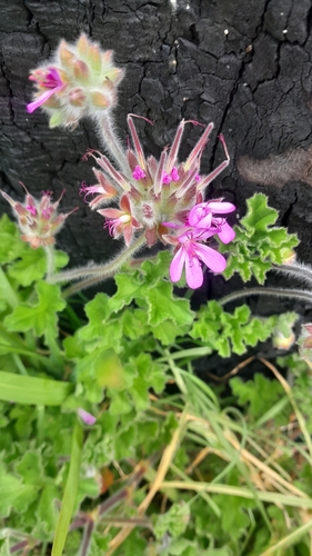 rose-scented geranium