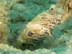 Cryptocentrus strigilliceps