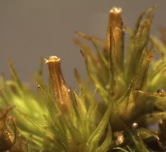Orthotrichum tasmanicum
