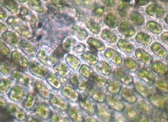 Orthotrichum tasmanicum