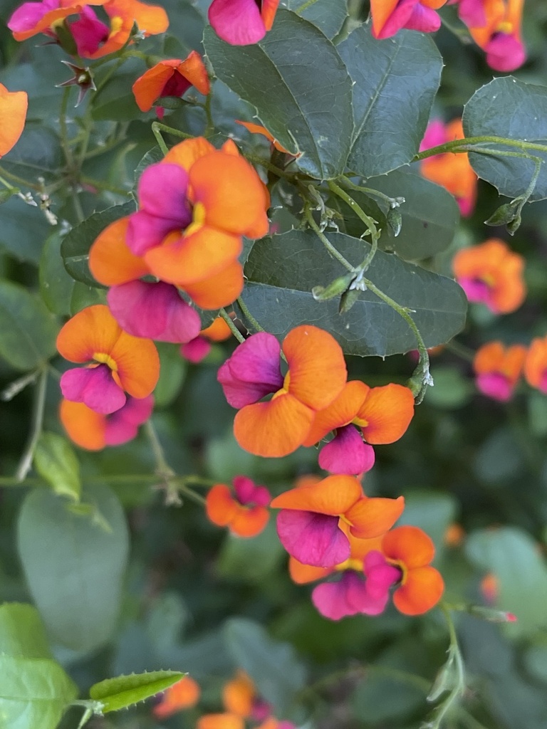 Heart-leaf Flame Pea