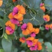 Heart-leaf Flame Pea - Photo (c) planktonmino, some rights reserved (CC BY-NC), uploaded by planktonmino