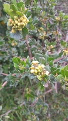 Blue-leaved Currant (Searsia glauca)
