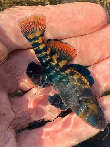 Rainbow Darter, photo 9 of 10