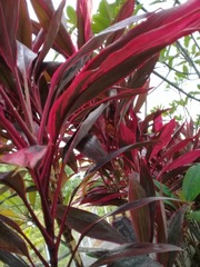 Cordyline fruticosa