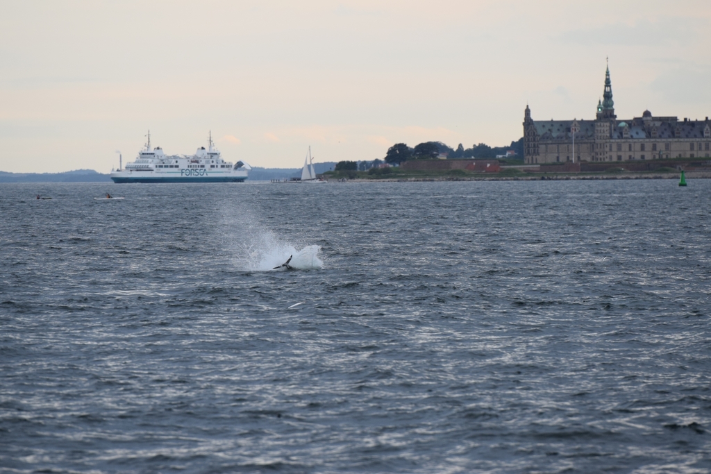 Splash of a surfacing bluefin tuna off Helsingør, with Kronborg Castle and a ferry in the background