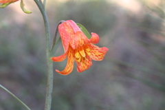 Fritillaria recurva