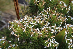 Olearia nummulariifolia