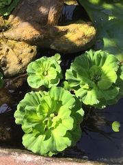 Pistia