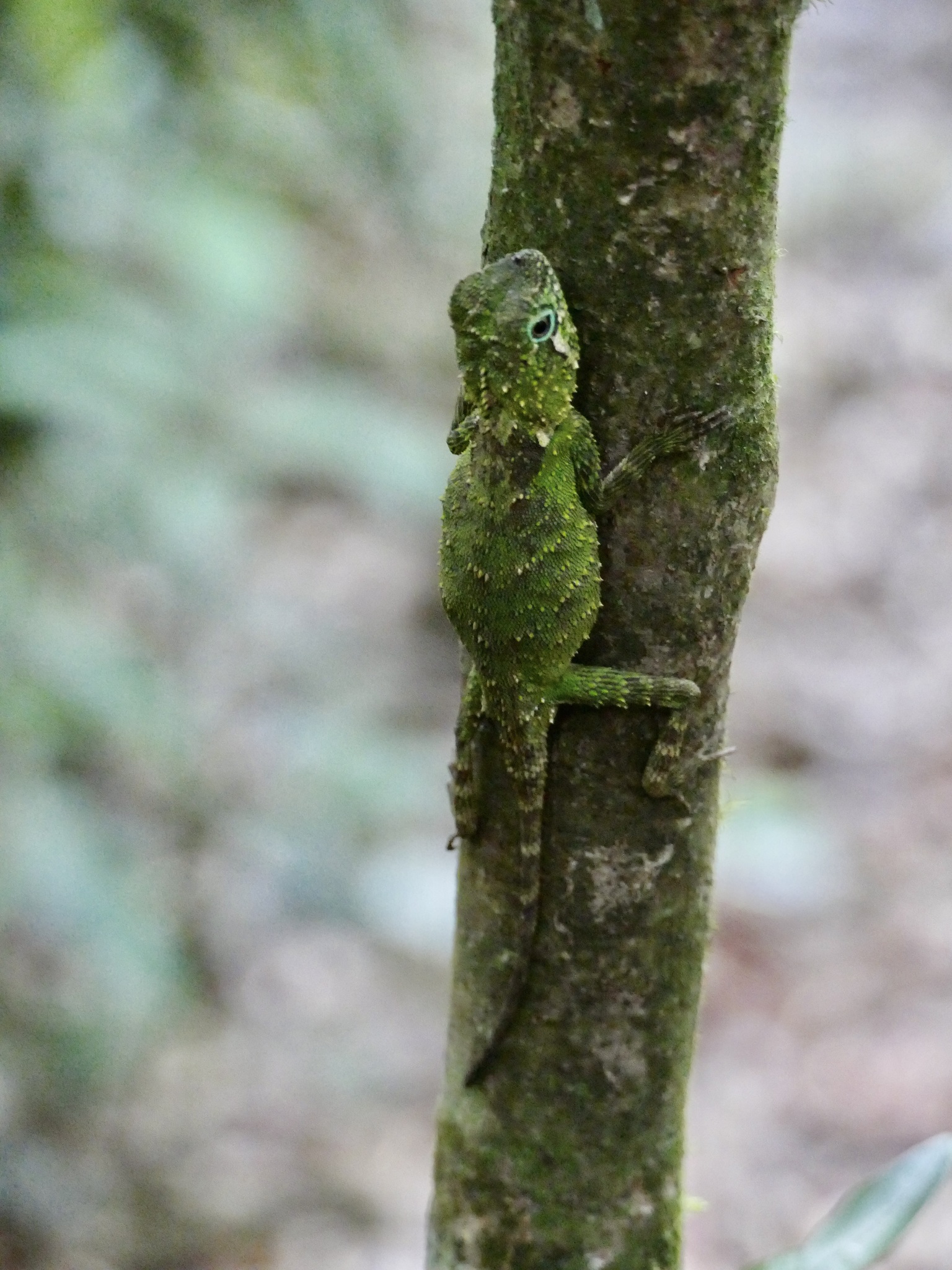 Mount Lumut Shrub Agama photo 3
