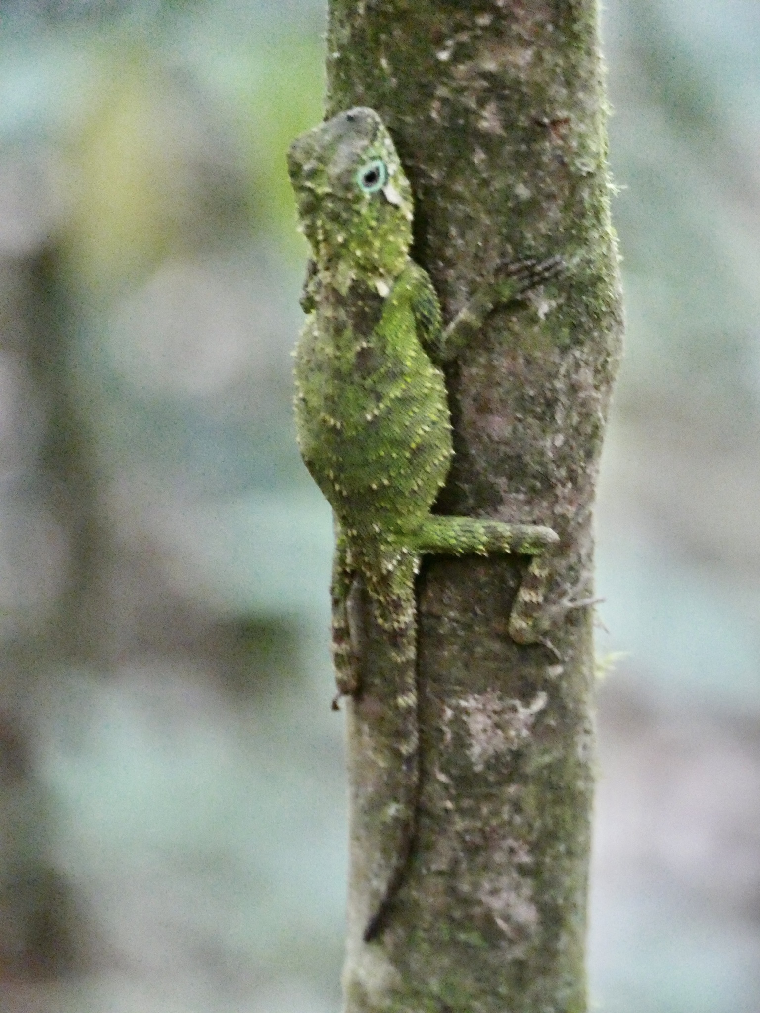 Mount Lumut Shrub Agama photo 4