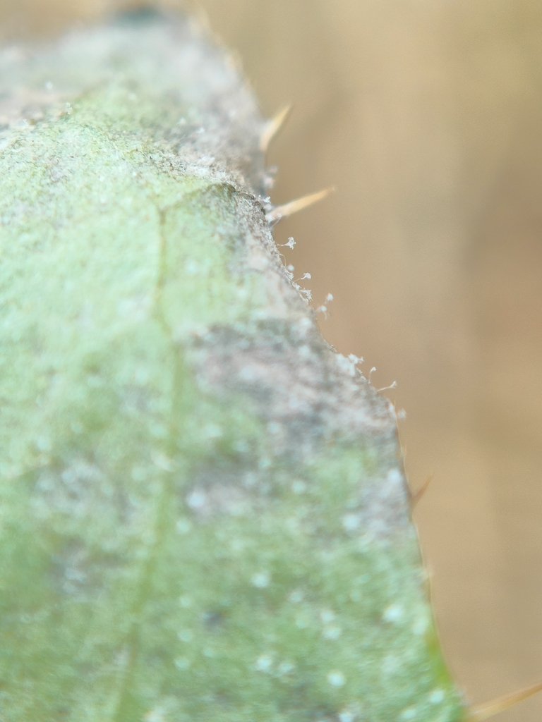 Bremia cirsii