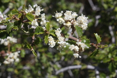 Ceanothus jepsonii albiflorus