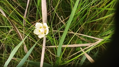 Parnassia palustris iNat (1)