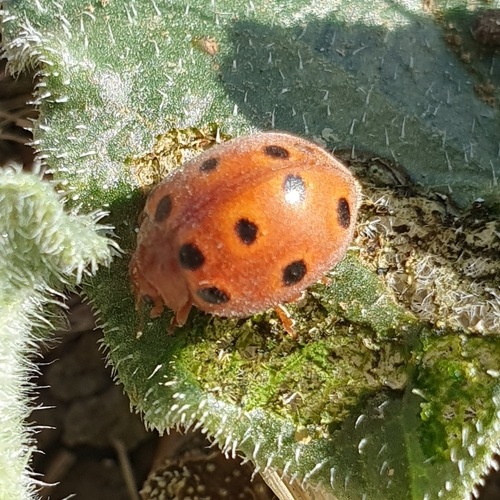 Photo of Melon Ladybird (Chnootriba elaterii)