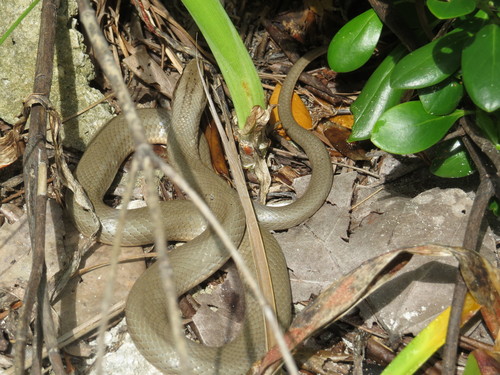 Photo of a Road Guarder (Conophis lineatus)