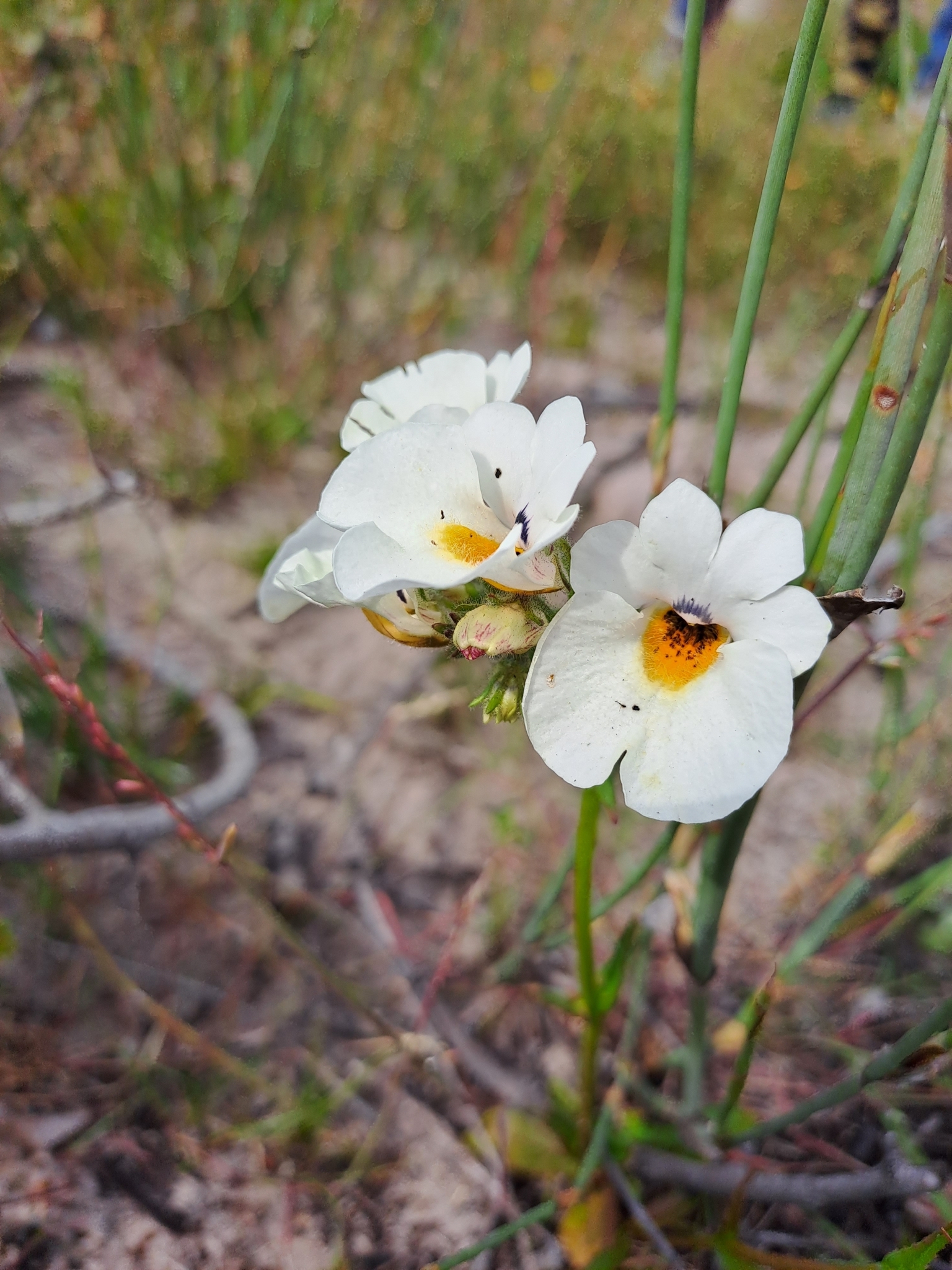 Imagem de Nemesia
