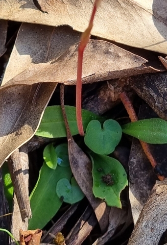 Image of Chiloglottis trapeziformis by no rights reserved