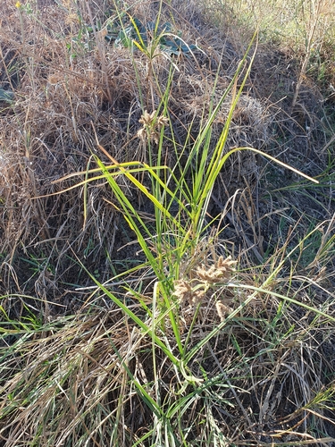 Image of Tuberous Bulrush (Bolboschoenus glaucus) by (c) Mehdi Chetibi, some rights reserved (CC BY)