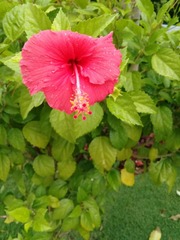Hibiscus