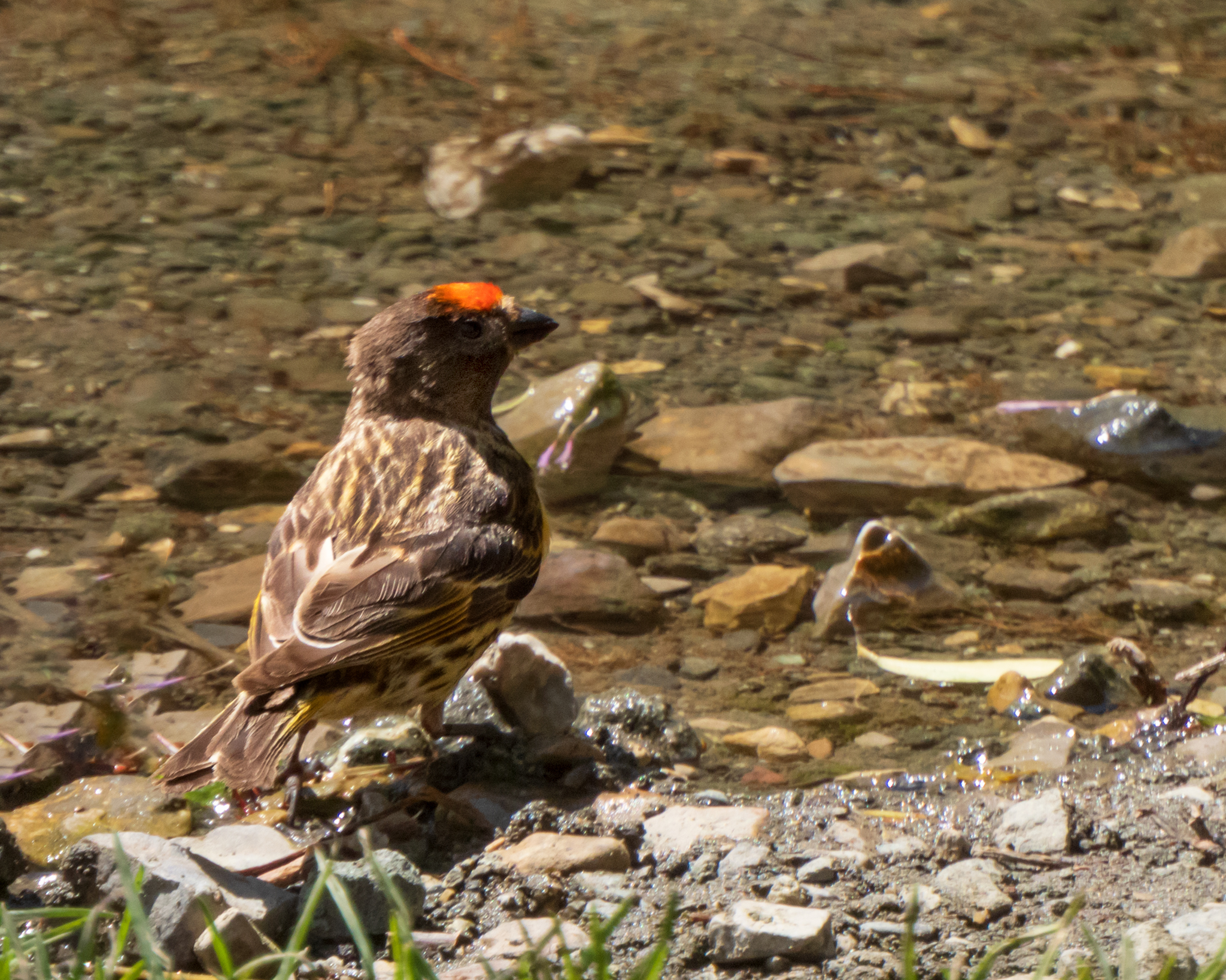 Red-fronted Serin