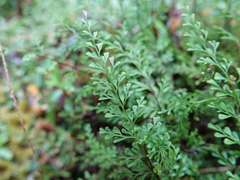 Lindsaea viridis